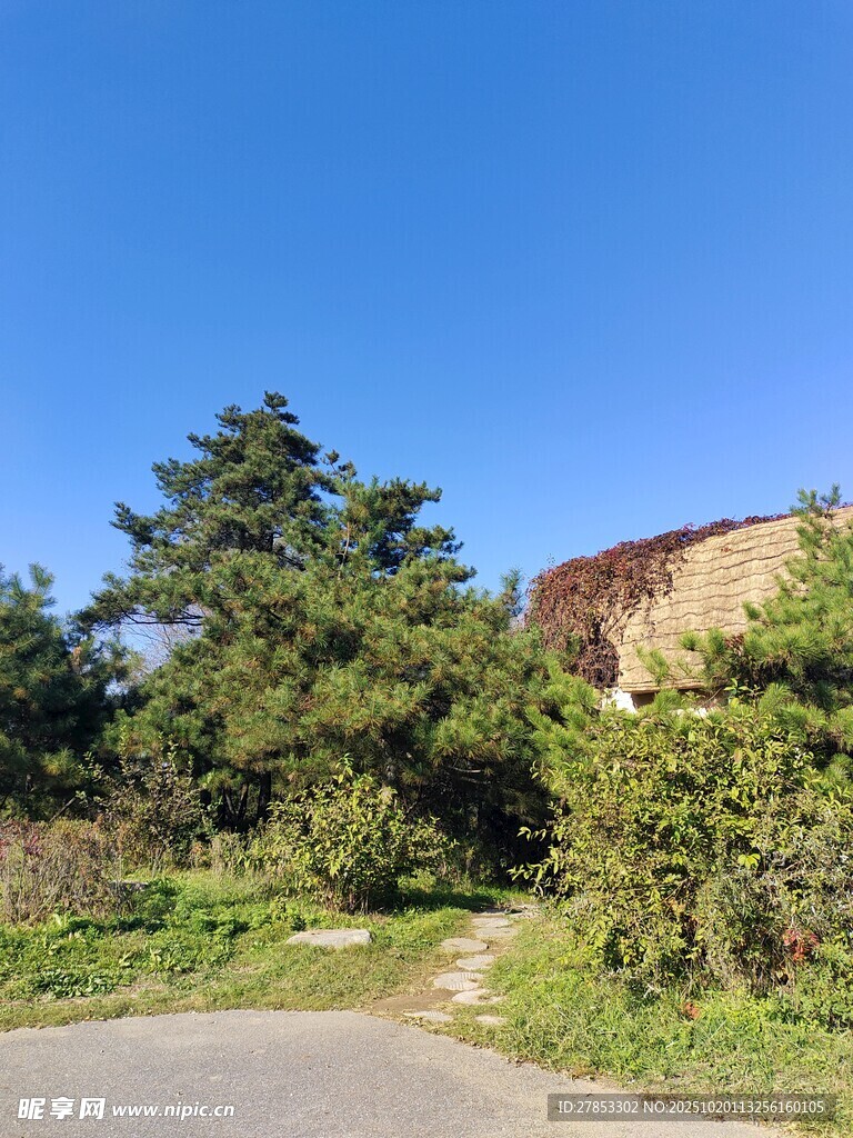 乡村小路旁的绿植与建筑