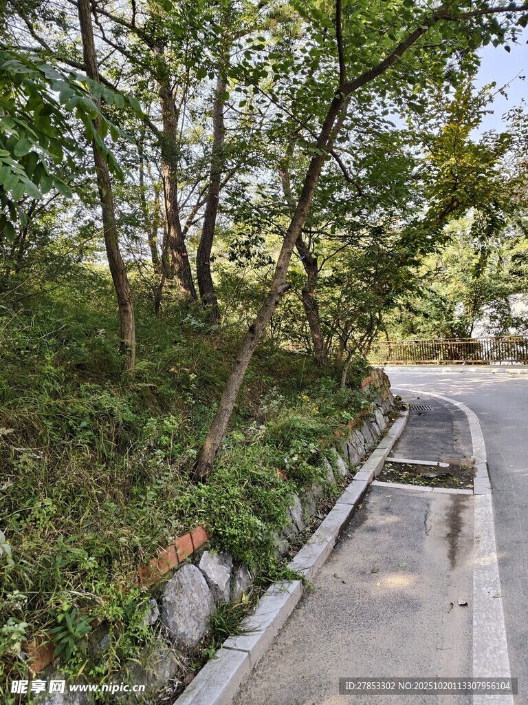 林间蜿蜒小径