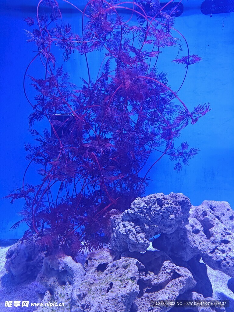 梦幻紫珊瑚