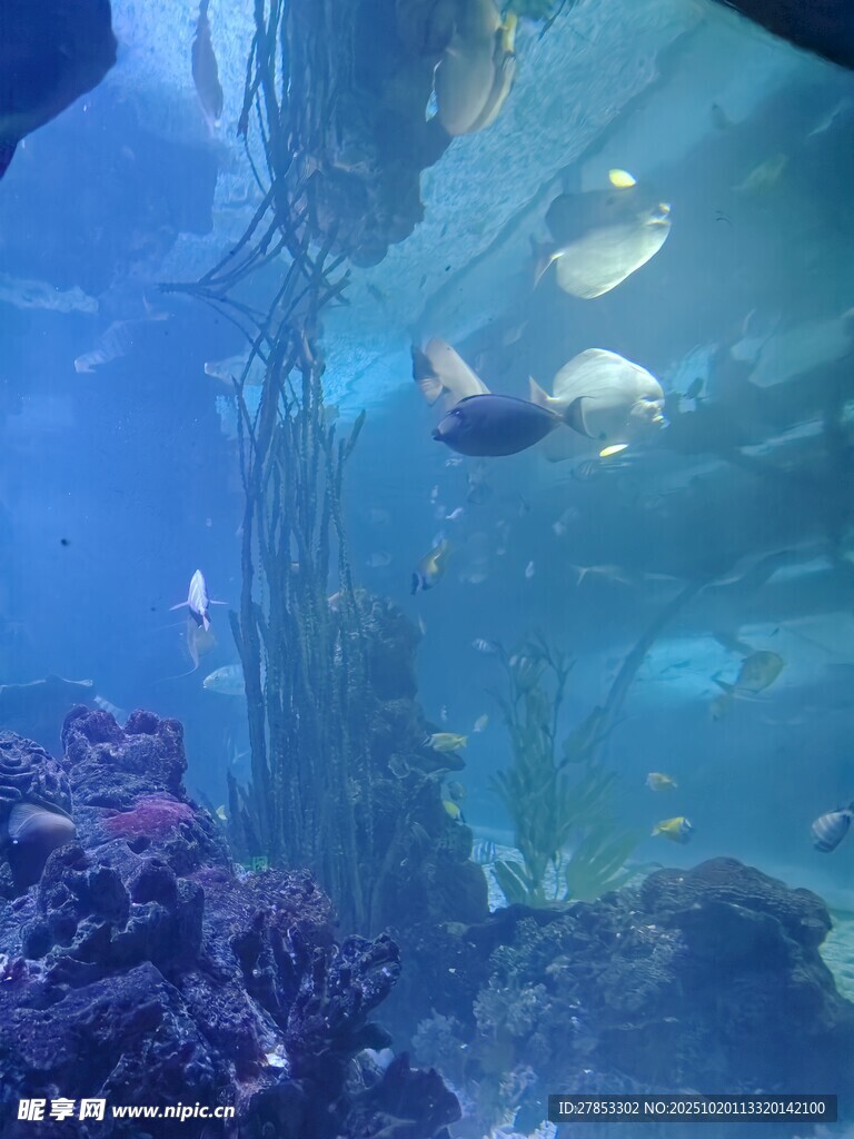 海底世界景象