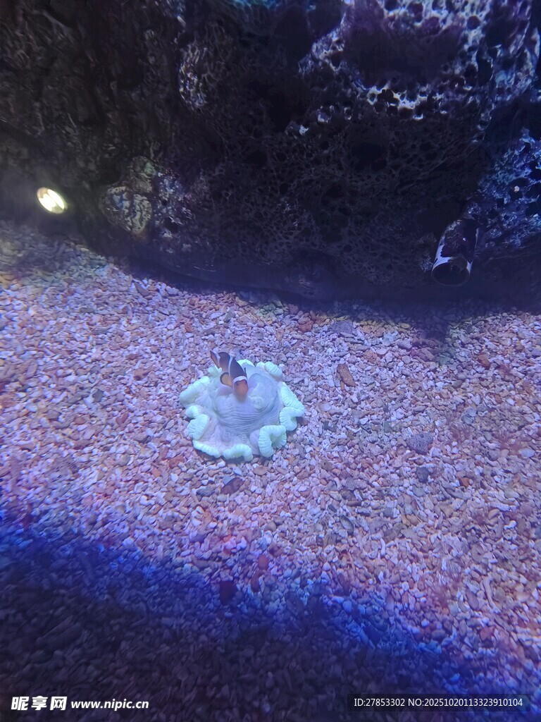 深海中的神秘发光水母