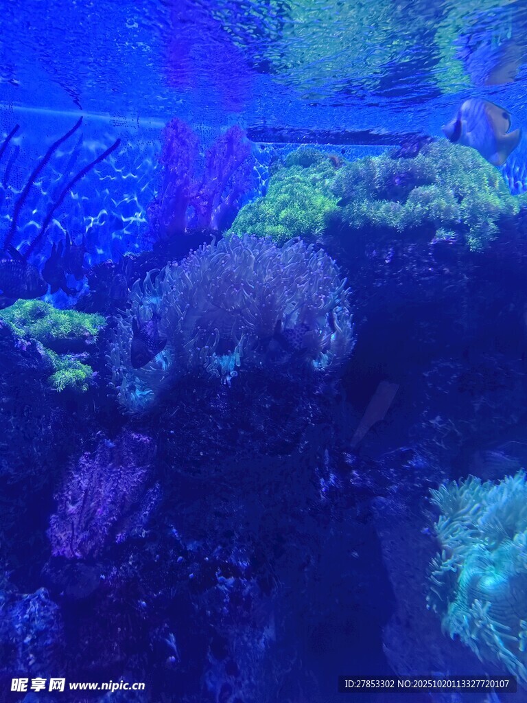 梦幻海底珊瑚景观
