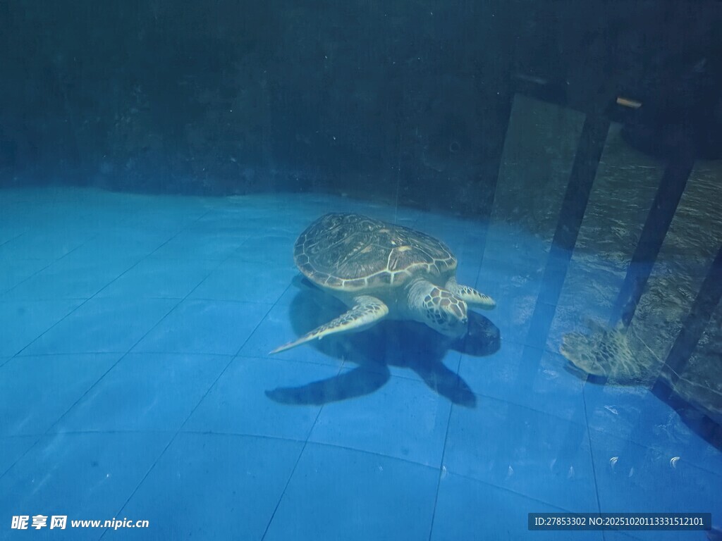 水族馆中游泳的大海龟