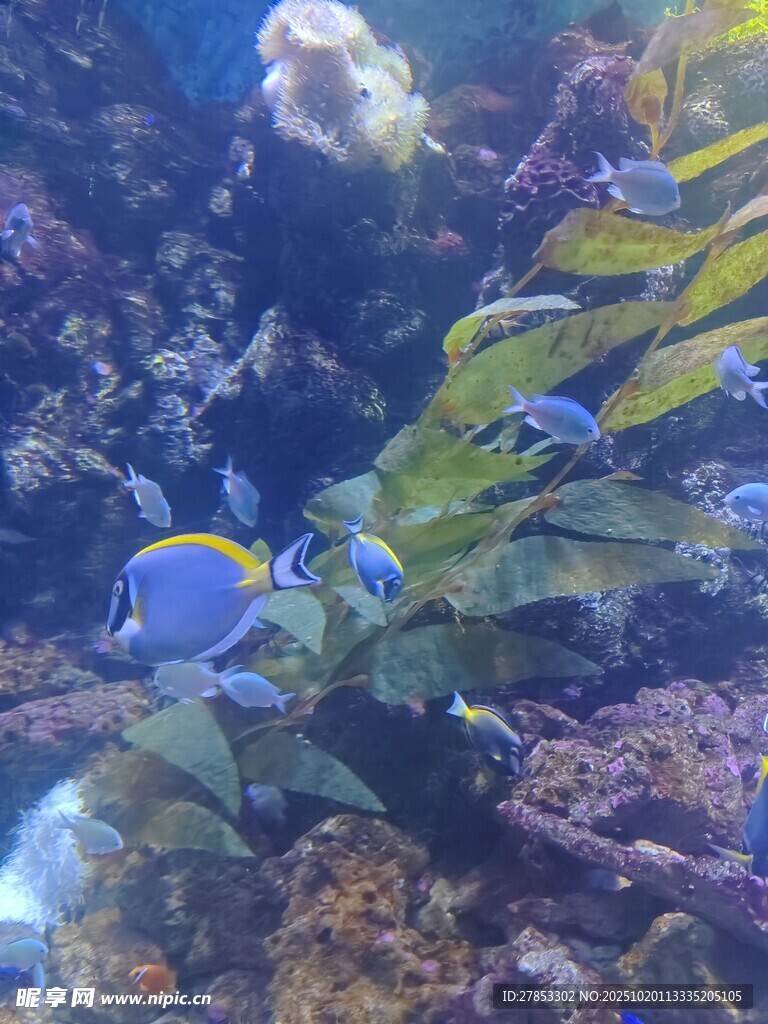 海底多彩热带鱼与珊瑚