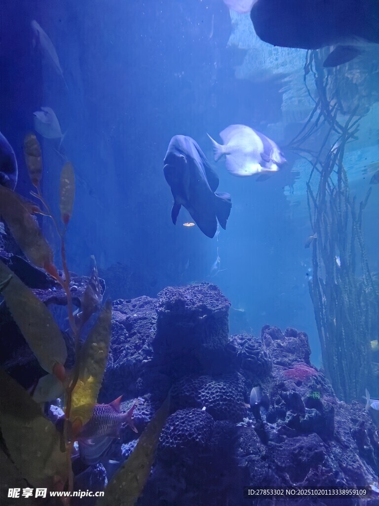 海底世界景象
