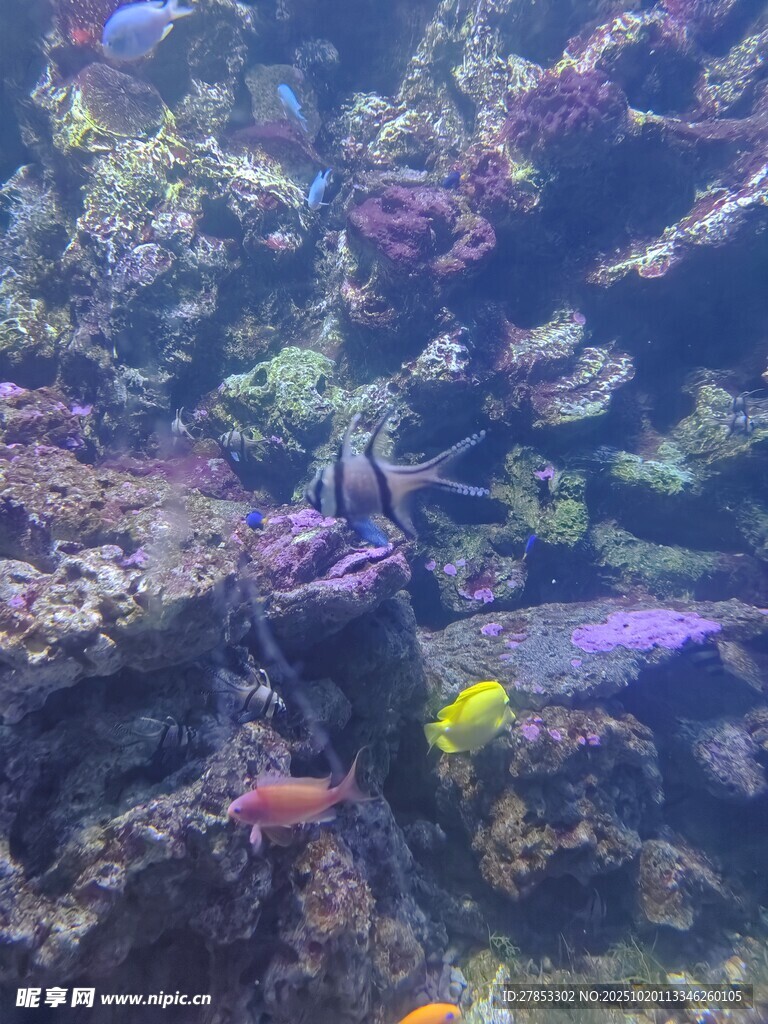 海底多彩珊瑚与游动小鱼