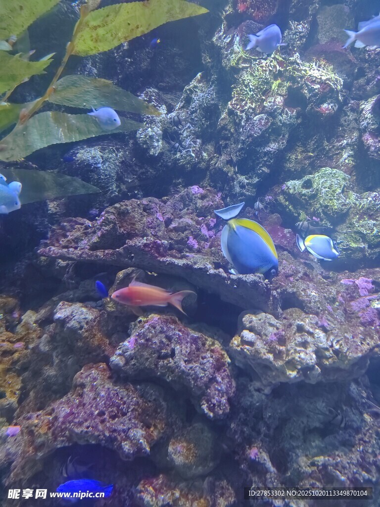 海底多彩鱼群与珊瑚景观