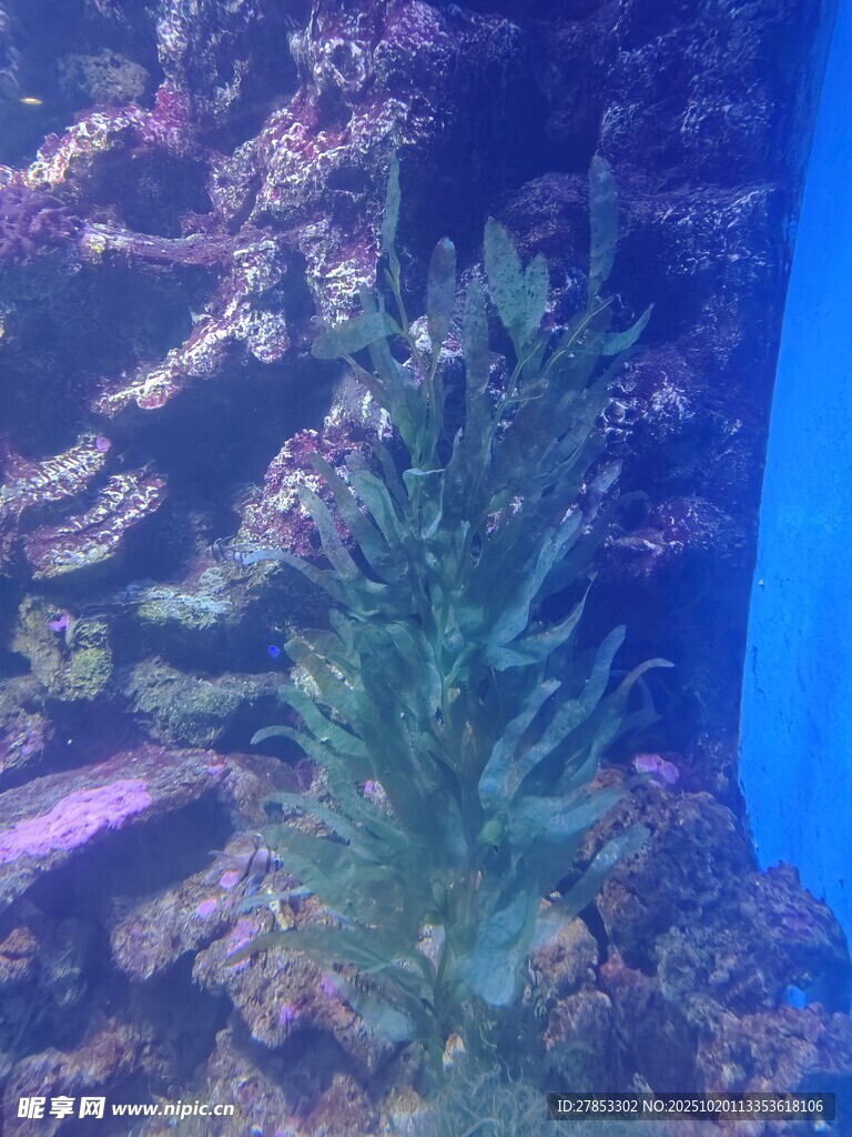 水族箱中的翠绿水草