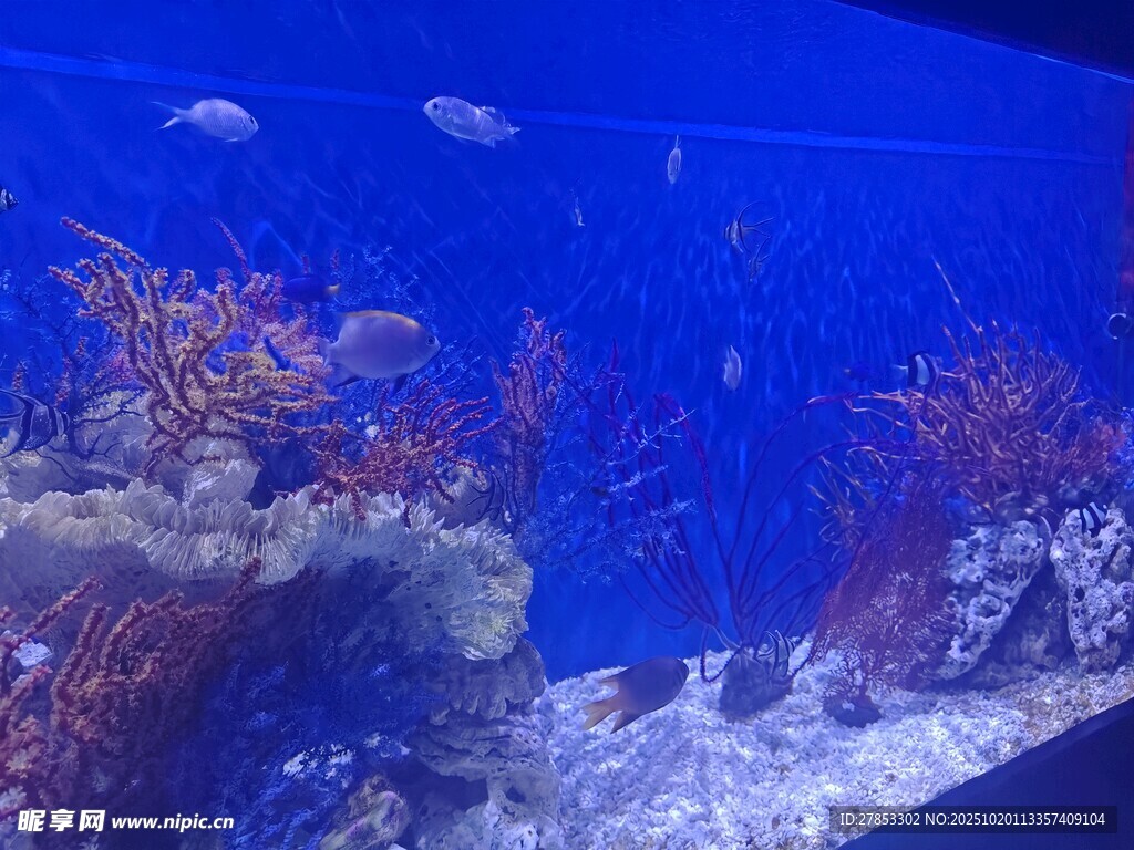 海底珊瑚景观