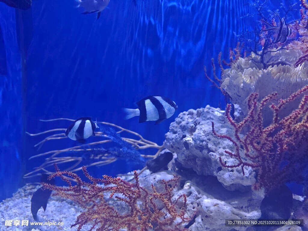 海底世界的美丽热带鱼