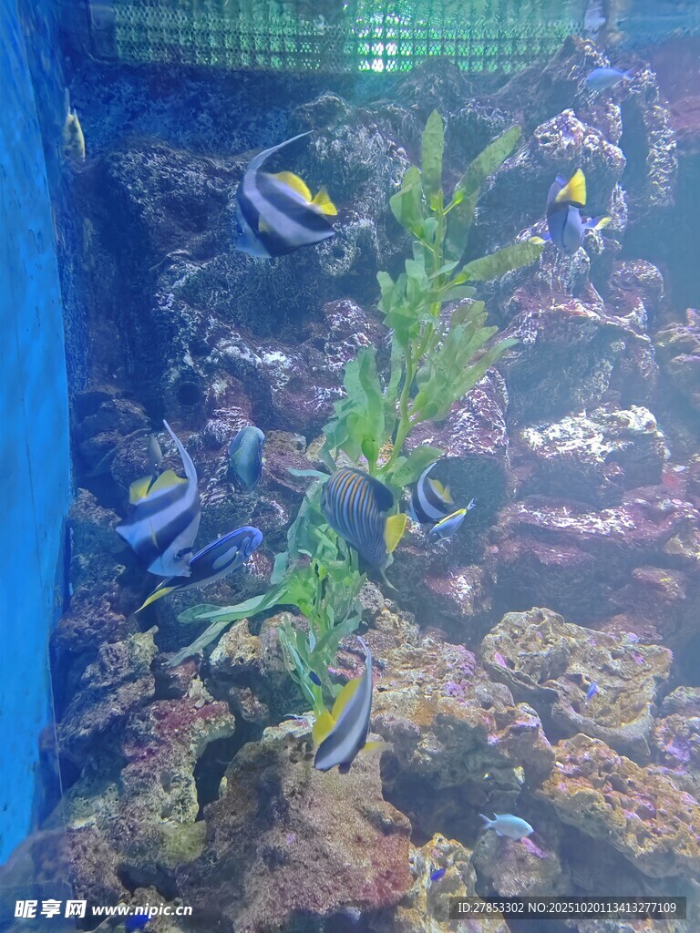 多彩海底世界水族箱景观