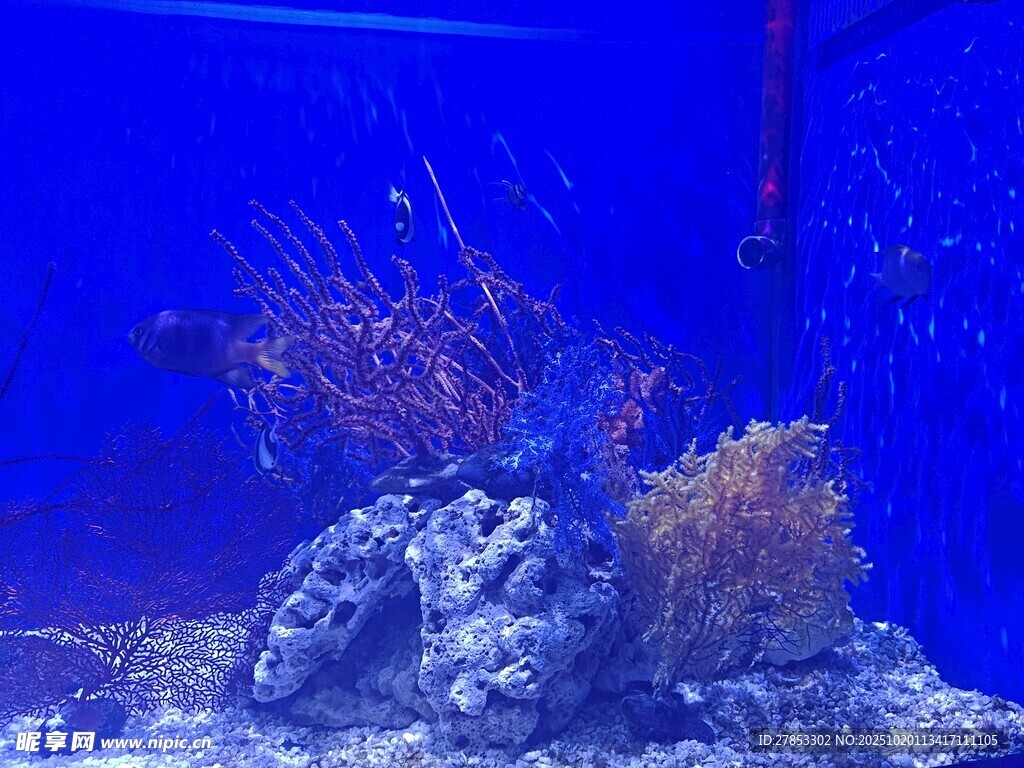 海底景观