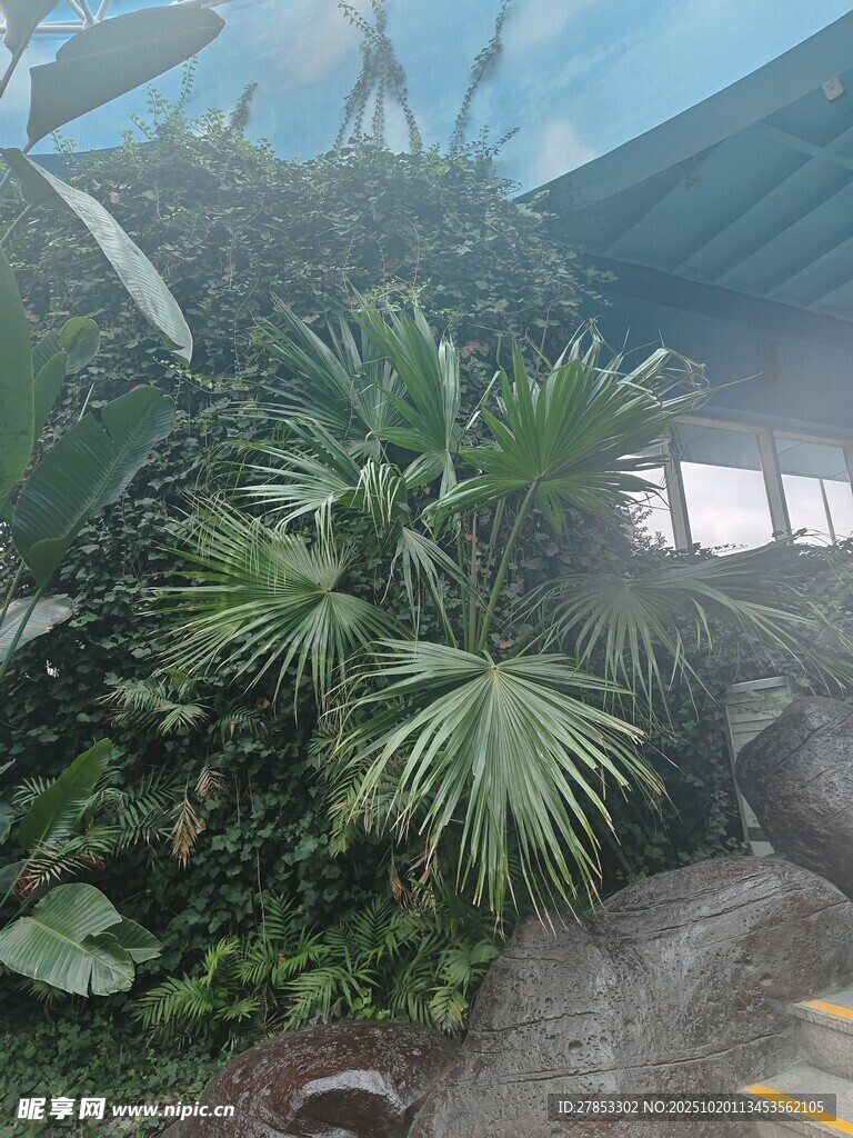 户外繁茂绿植景观