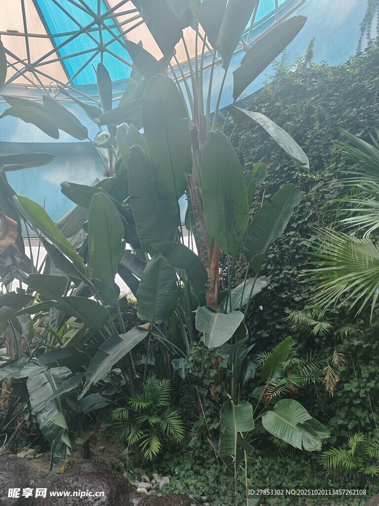 室内繁茂绿植景观