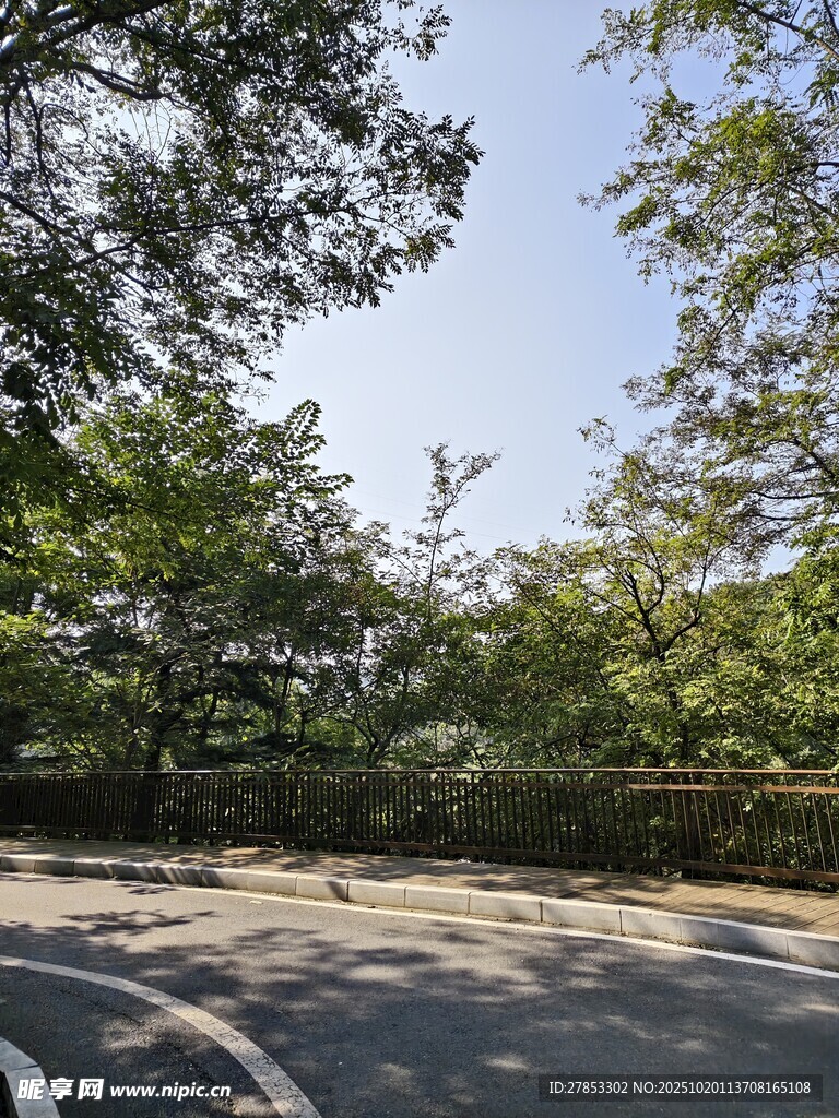 林荫下的宁静道路