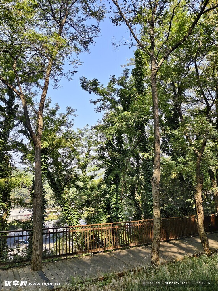 林间小道