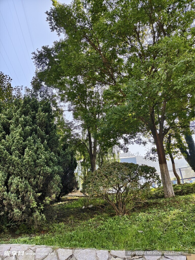 户外绿树成荫的自然景致