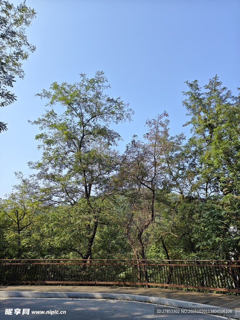 林间道路