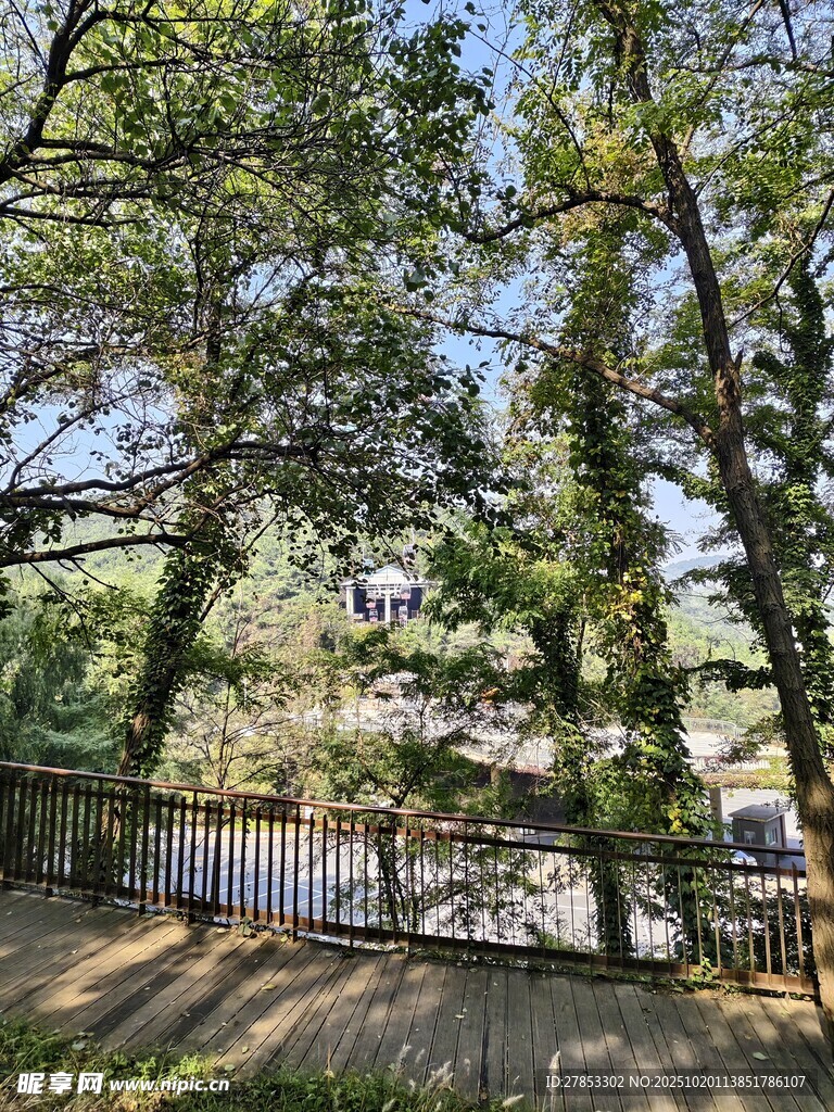 林间木栈道的自然景致