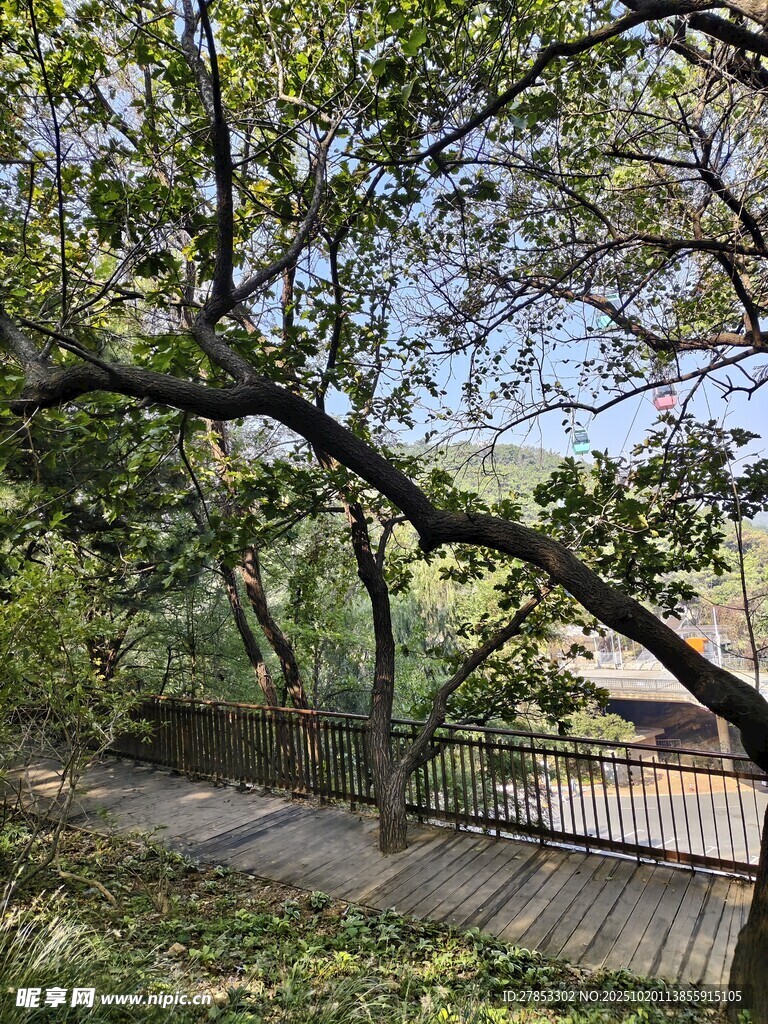 林间小道