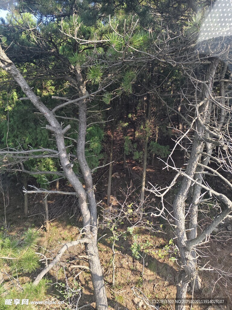 枯树与绿植交织的景象