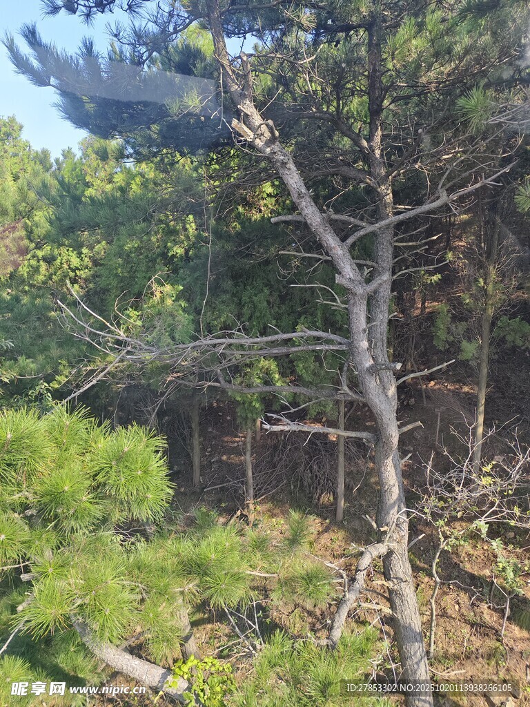 山林间枯树与繁茂绿植