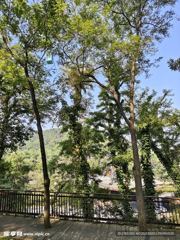 山林间的繁茂绿树景观