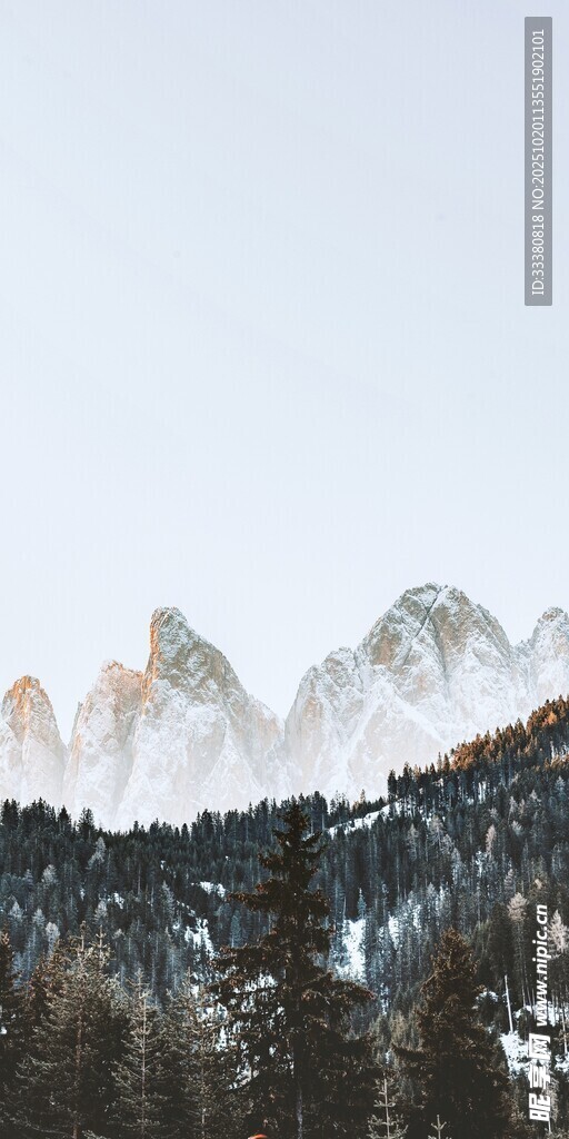 雪山下的森林景观