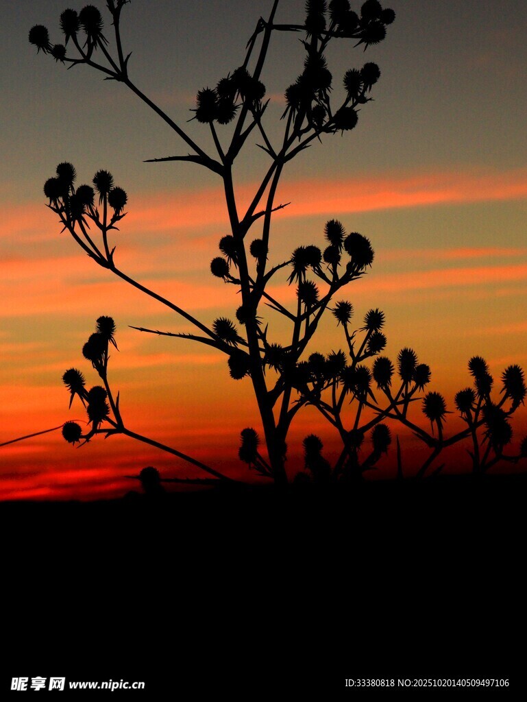 夕阳下的植物剪影