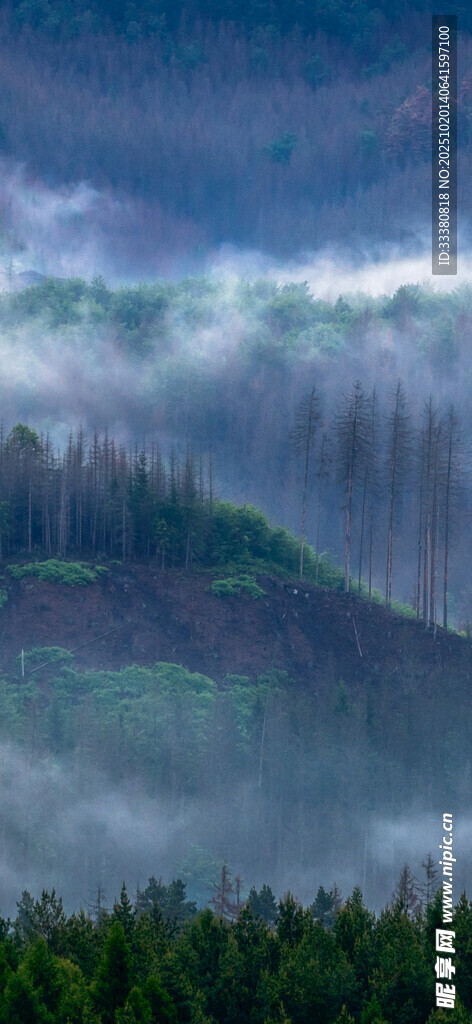 山间云海与葱郁林木景观