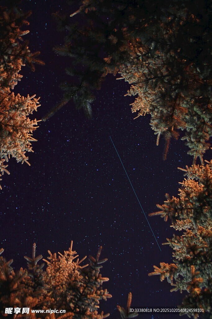 仰望夜空下的树木与流星