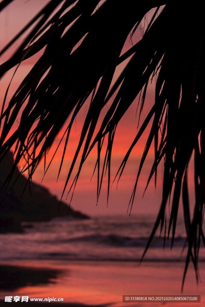 夕阳下的海滩与棕榈叶