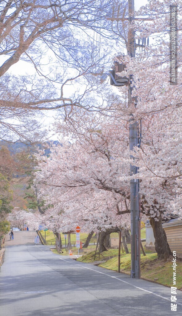 春日樱花路