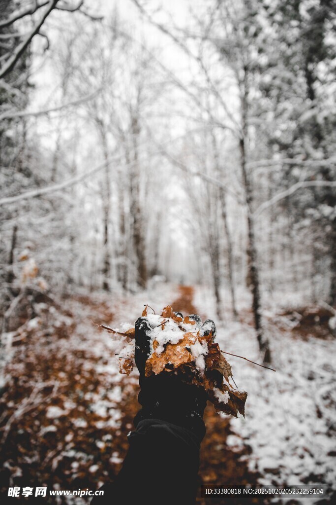 雪覆林间路