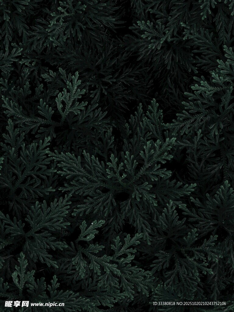 深绿蕨类植物纹理背景