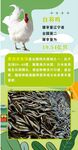 生态养殖白鸡与鱼超市海报