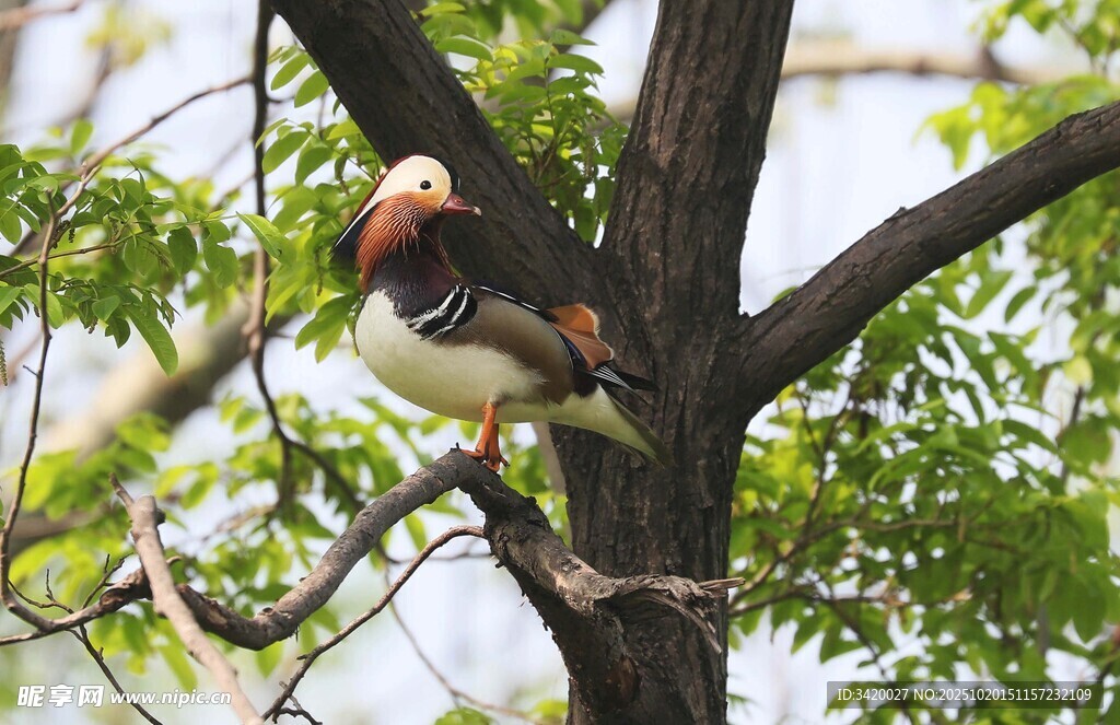 枝头栖息的美丽鸳鸯