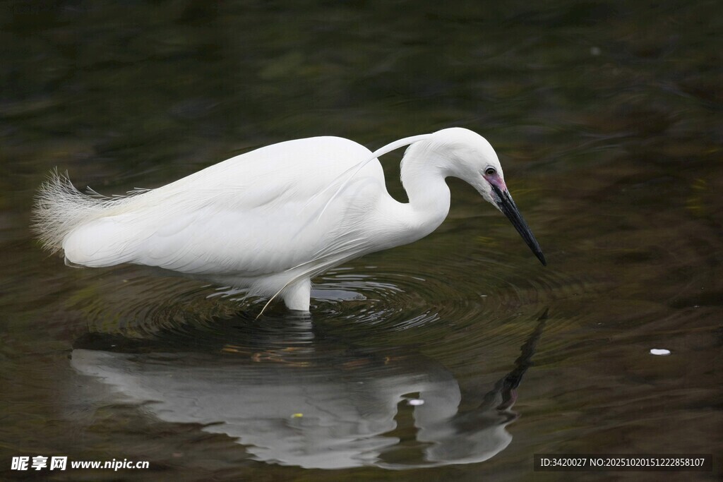 白鹭水中觅食