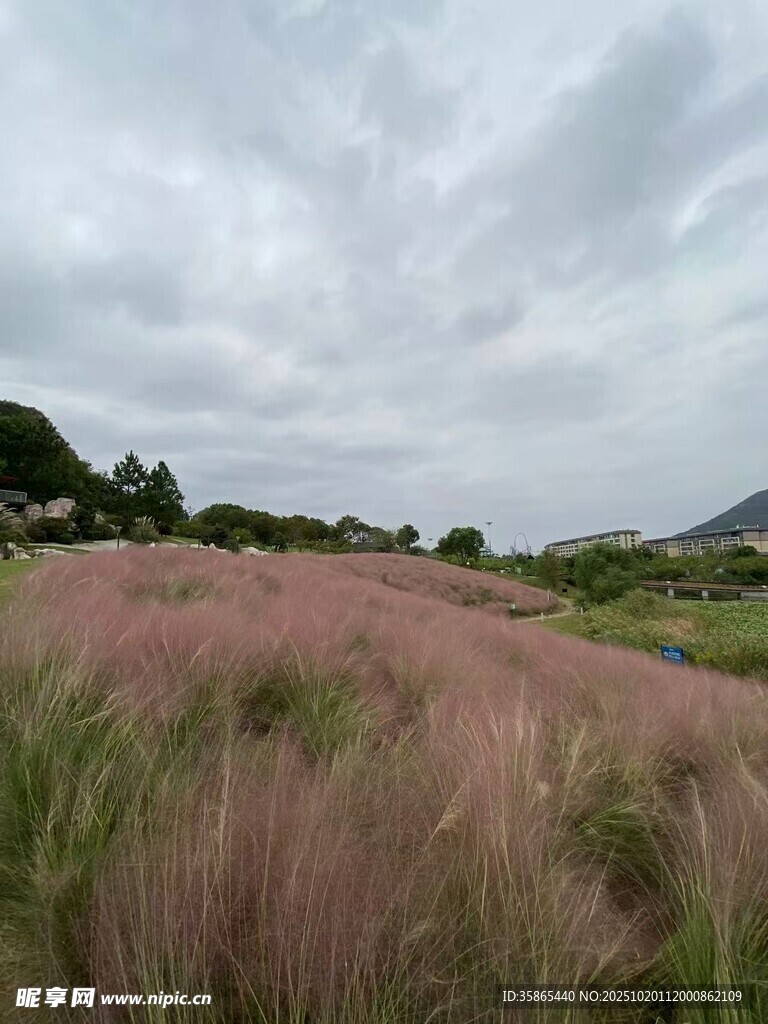 粉黛乱子草的梦幻田野
