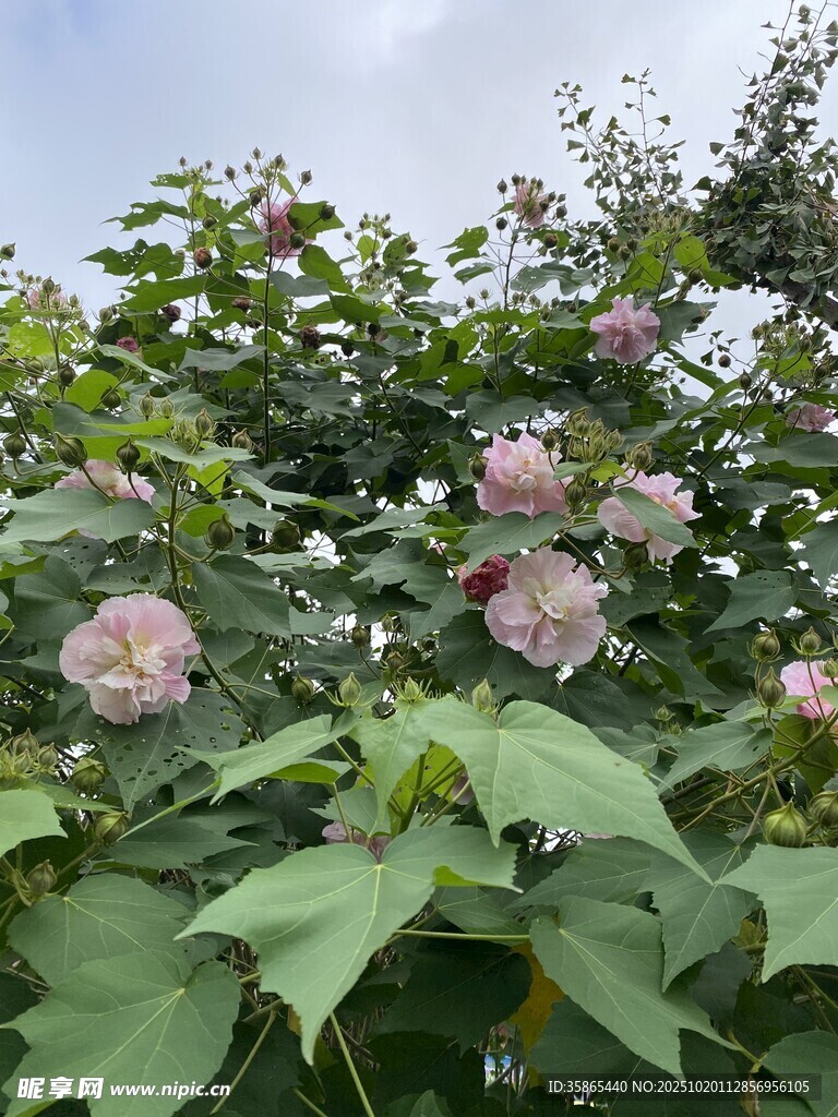 盛开的木芙蓉
