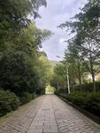 林间石板小径 静谧自然景