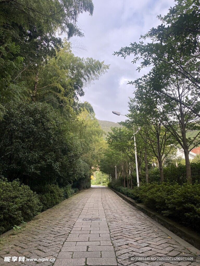 林间石板小径 静谧自然景