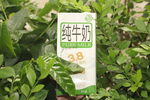 绿叶间的纯牛奶包装