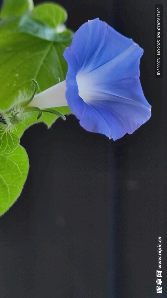 蓝色牵牛花特写