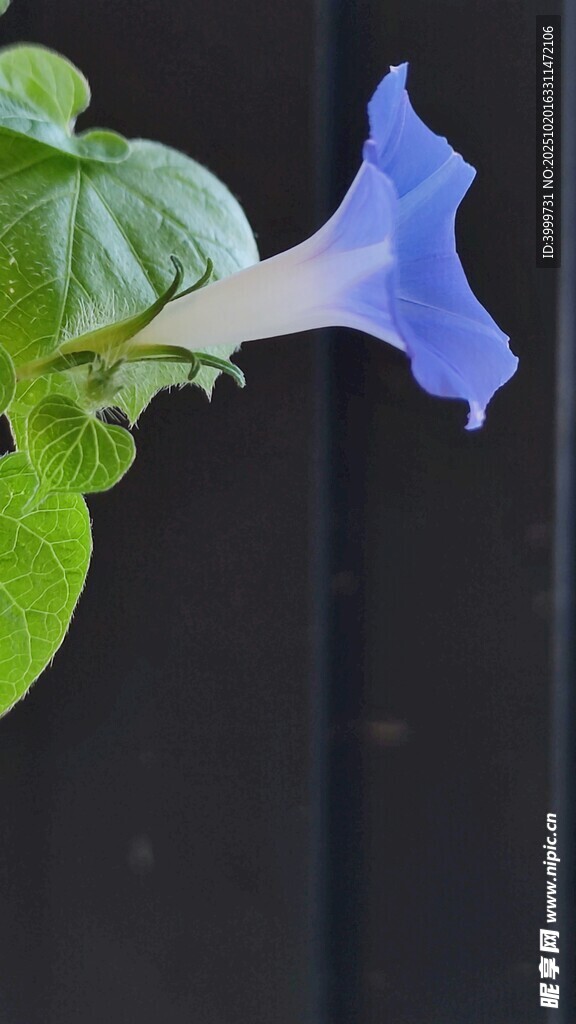 蓝色牵牛花特写