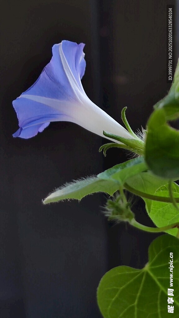 蓝牵牛花特写
