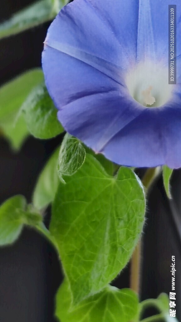 蓝色牵牛花特写