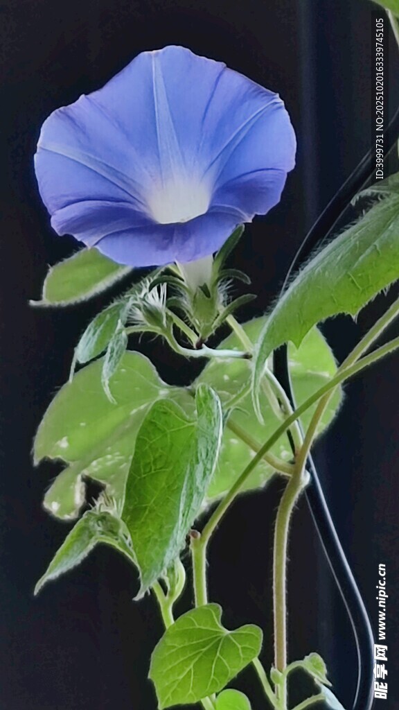 蓝色牵牛花特写
