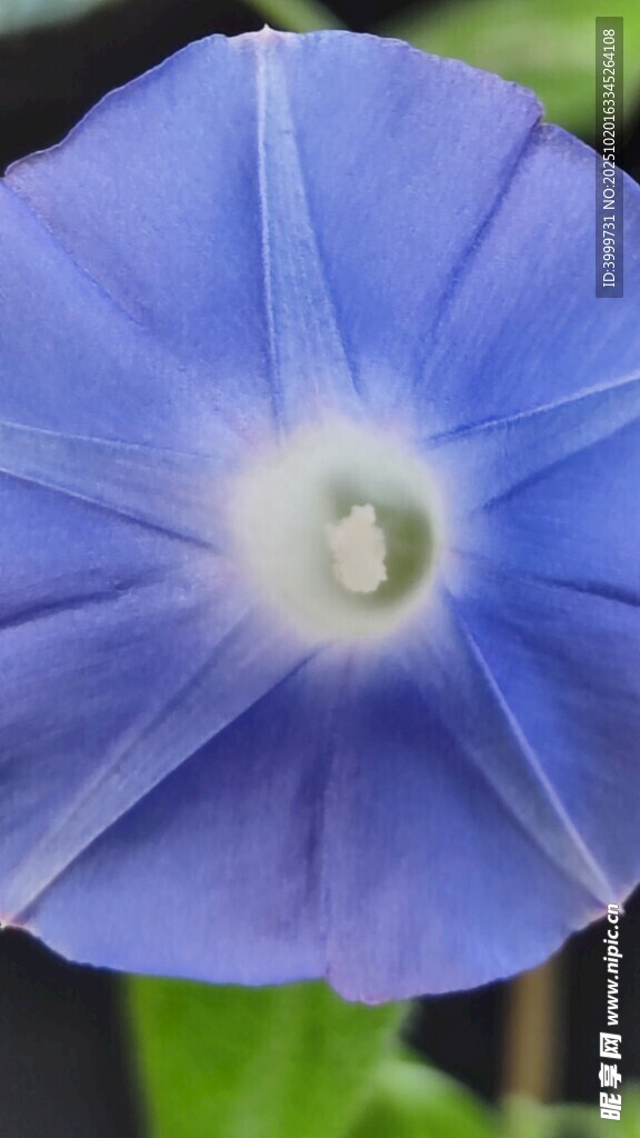 蓝色牵牛花特写