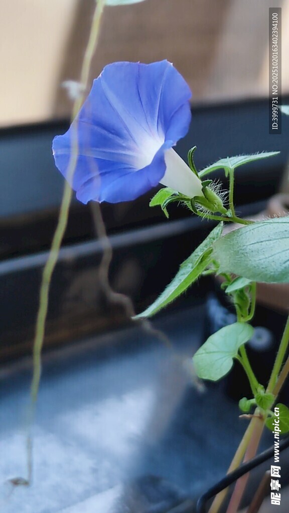 蓝色牵牛花特写